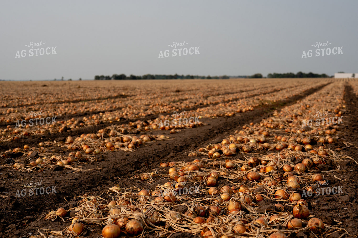 Onion Field 185166