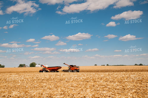 Corn Harvest 25935