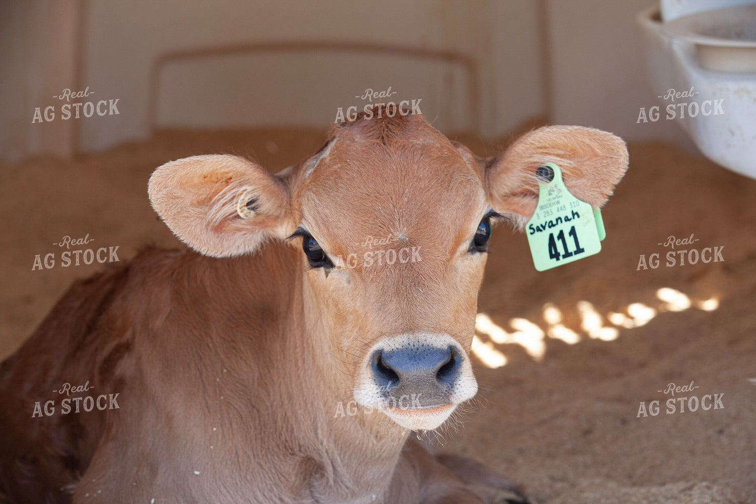 Jersey Calf on Dairy 132148