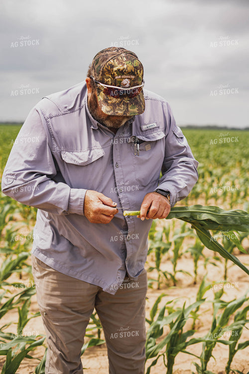 Farmer Scouting Corn 91069