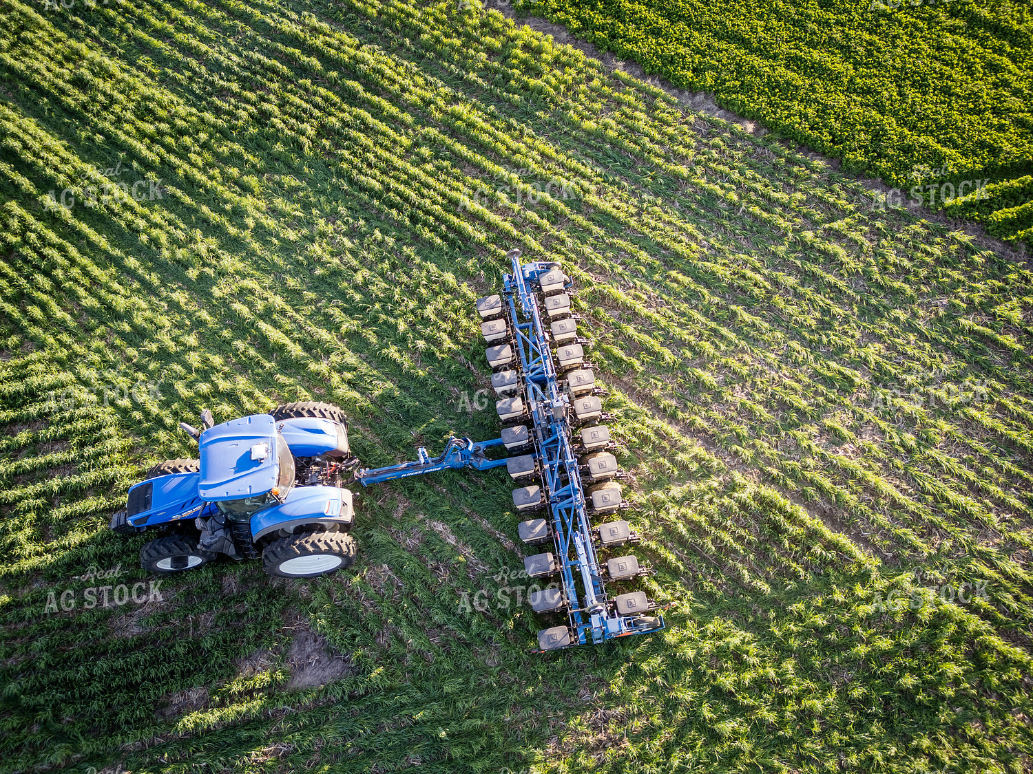 Planting into Cover Crop 268319