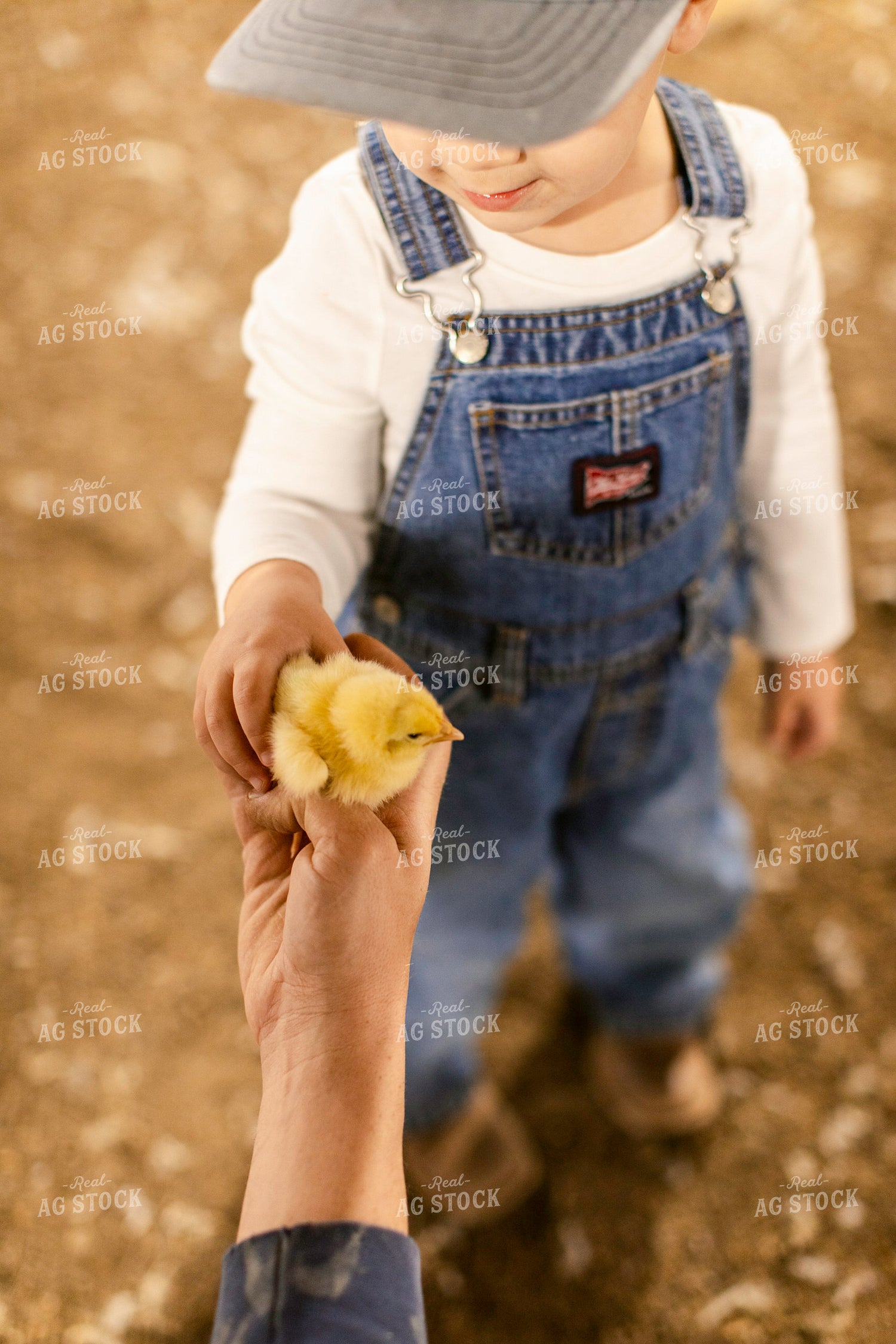 Farmer and Son in Chicken Barn 280007