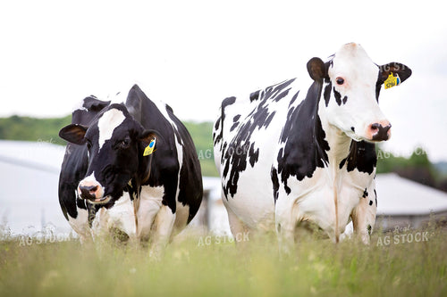 Holstein Cattle 55249
