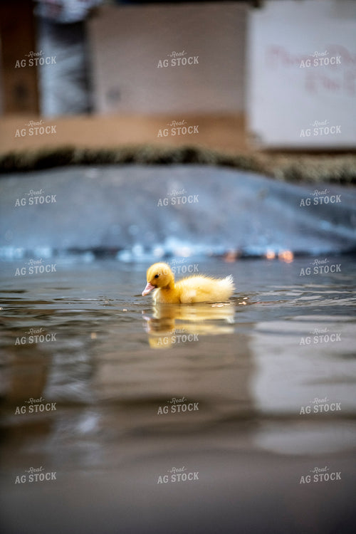 Duckling 197026