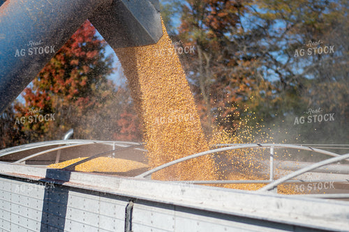 Unloading Harvested Corn 50509