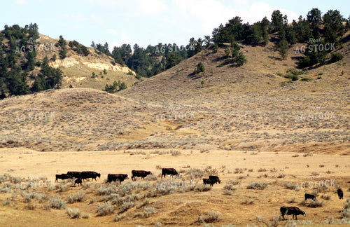 Cattle on Hilly Pasture 141031