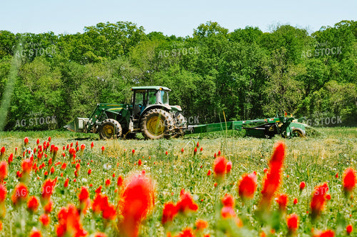 Cutting Hay 125028