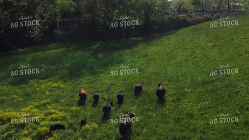 Cattle Grazing in Pasture 52626