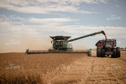 Wheat Harvest 135117