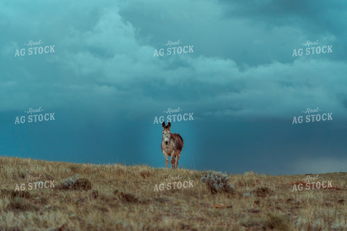 Donkey with Stormy Sky 58073