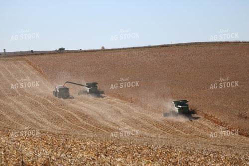Corn Harvest 82051