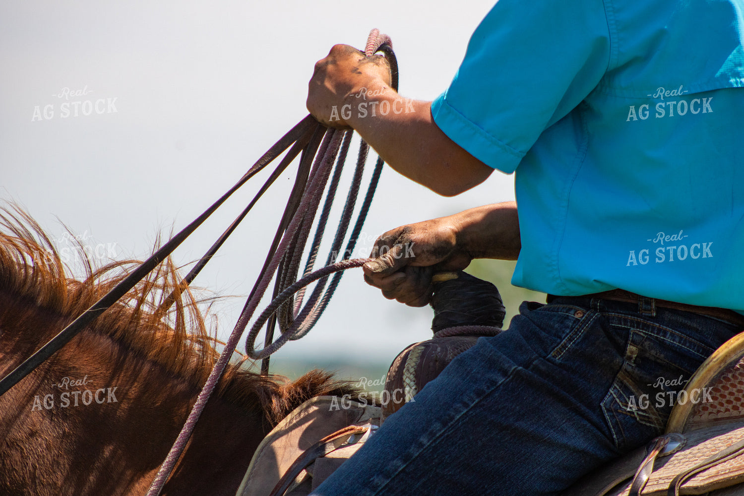 Sorting Cattle on Horseback 214301