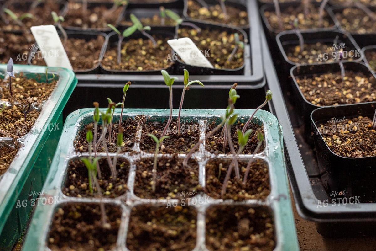 Young Seedlings Germinating in Seed Trays 406030