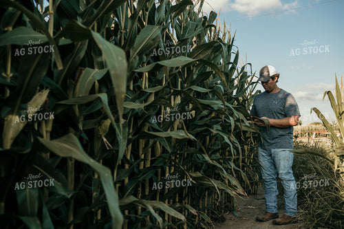 Farmer Crop Scouting Corn 3161