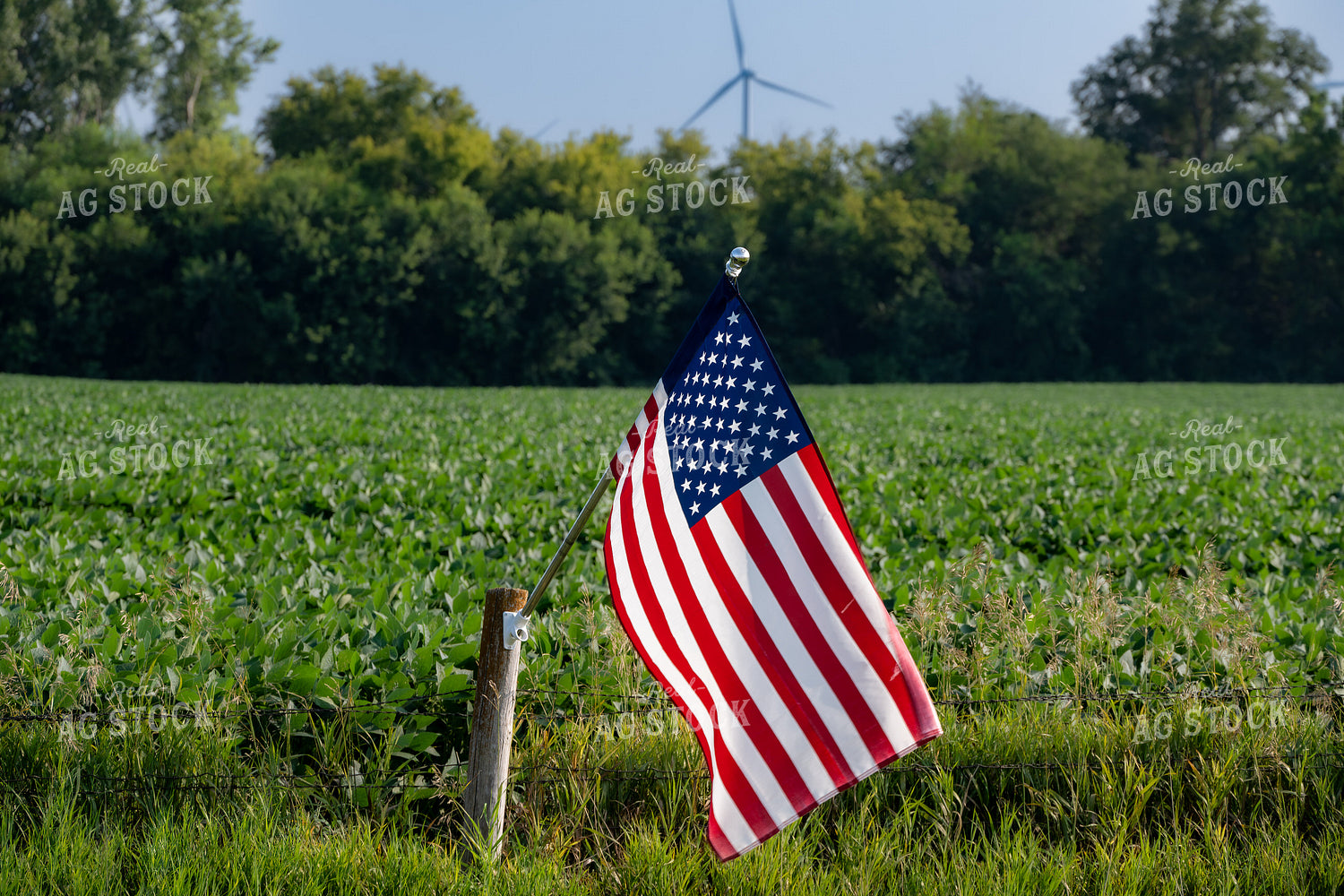 American Flag by Soybean Field 302072
