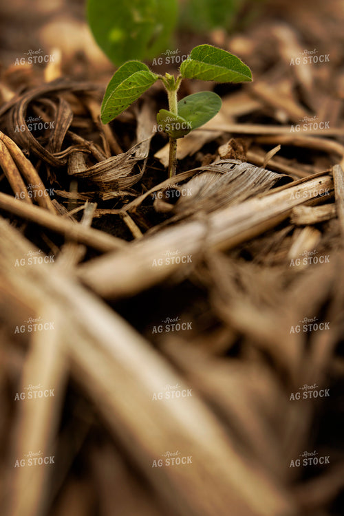 Early Season Soybeans 9676