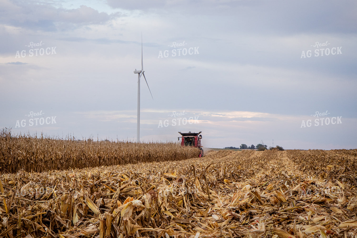 Corn Harvest 268201