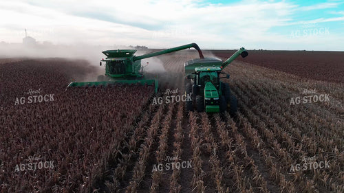 Milo Harvest 239430