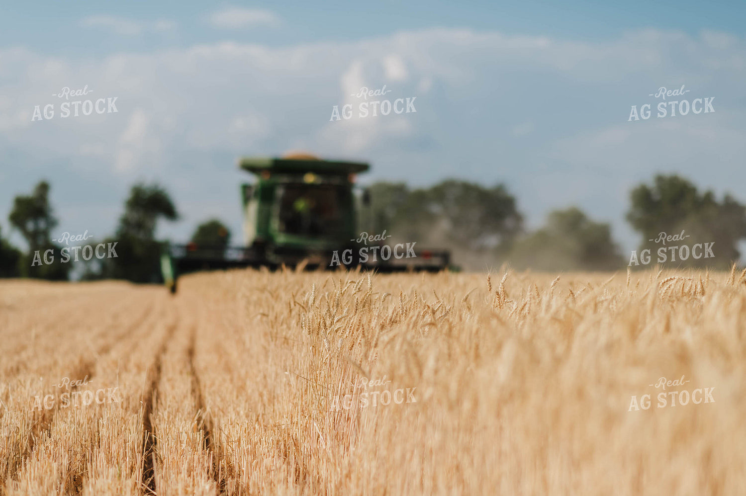 Wheat Harvest 115181