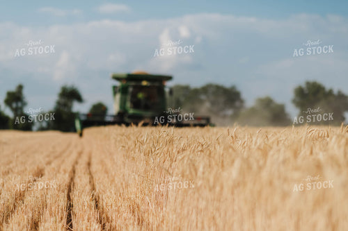 Wheat Harvest 115181