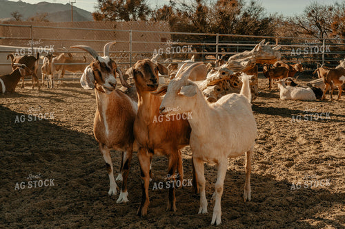 Goats 58272