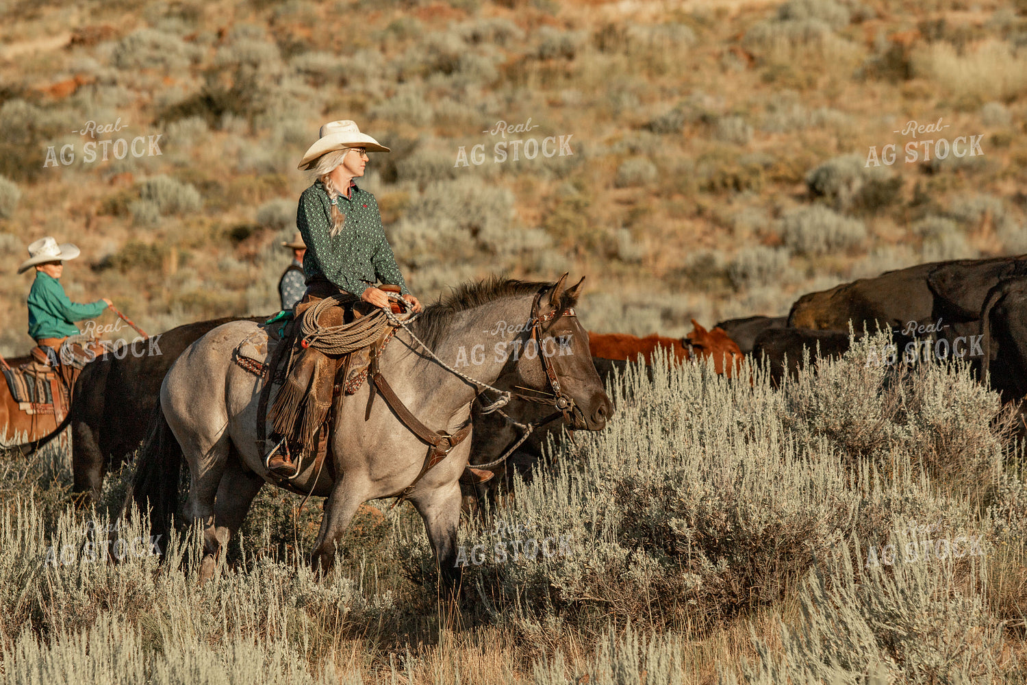 Female Rancher Herding Cattle 188080