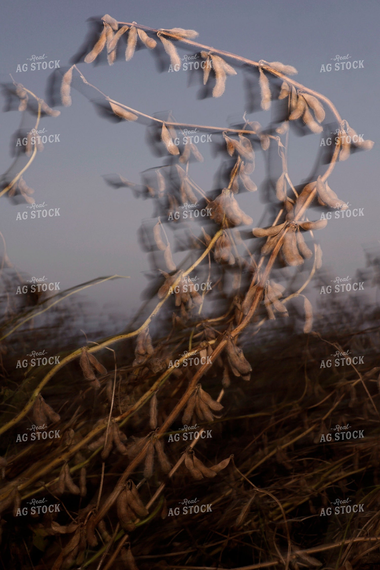 Soybean Field 129162