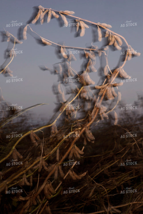 Soybean Field 129162
