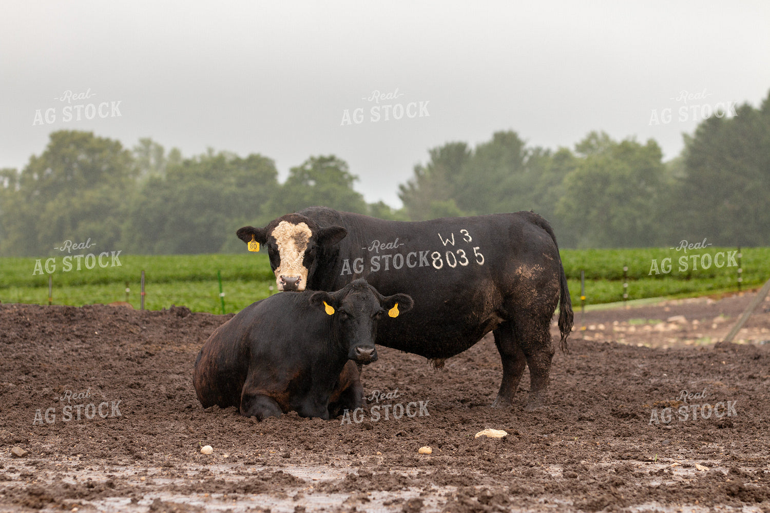 Bulls 157199