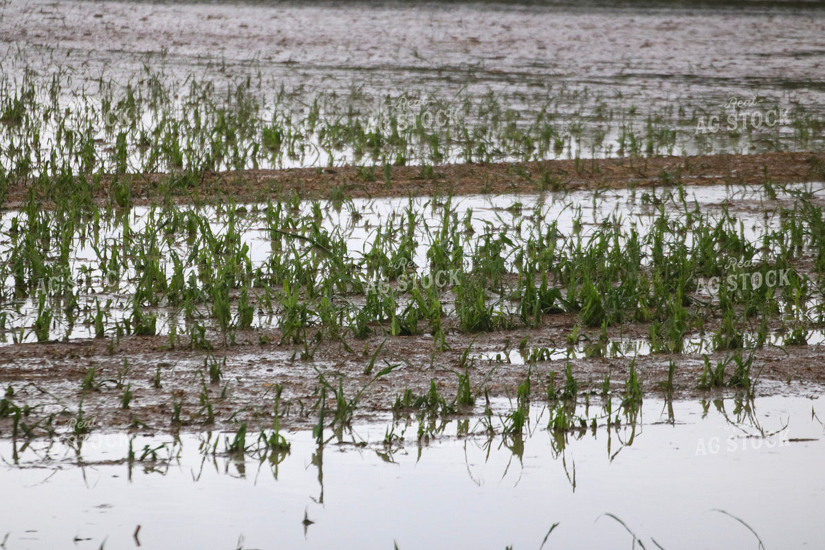 Flooded Corn Field 82503