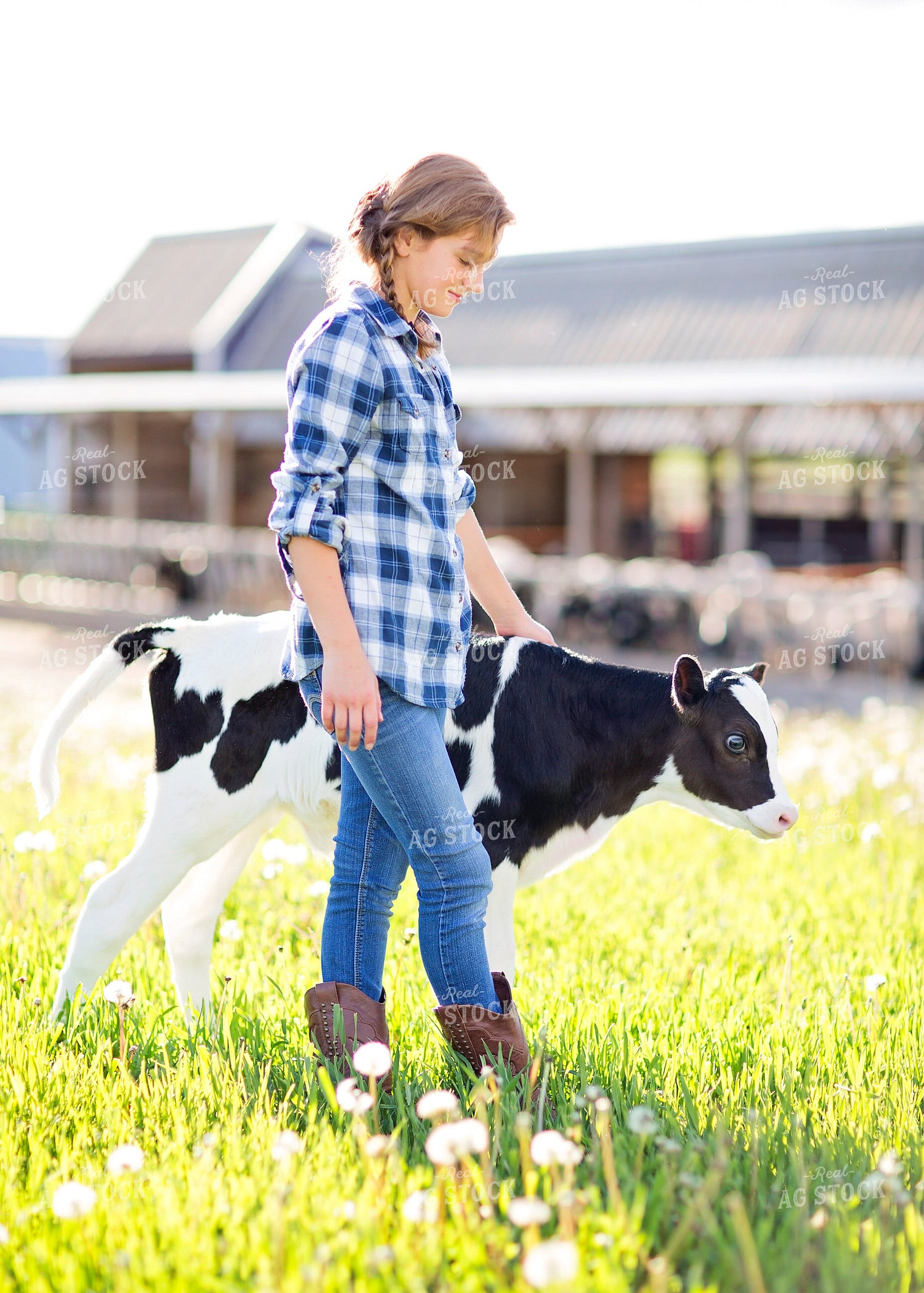 Farm Kid with Holstein Calf 55305