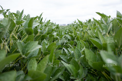 Soybean Field 76276