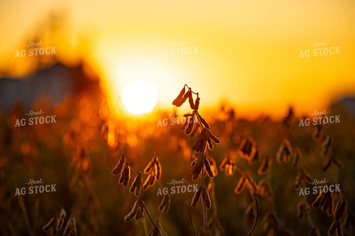 Dried Soybean Field at Sunset 136184