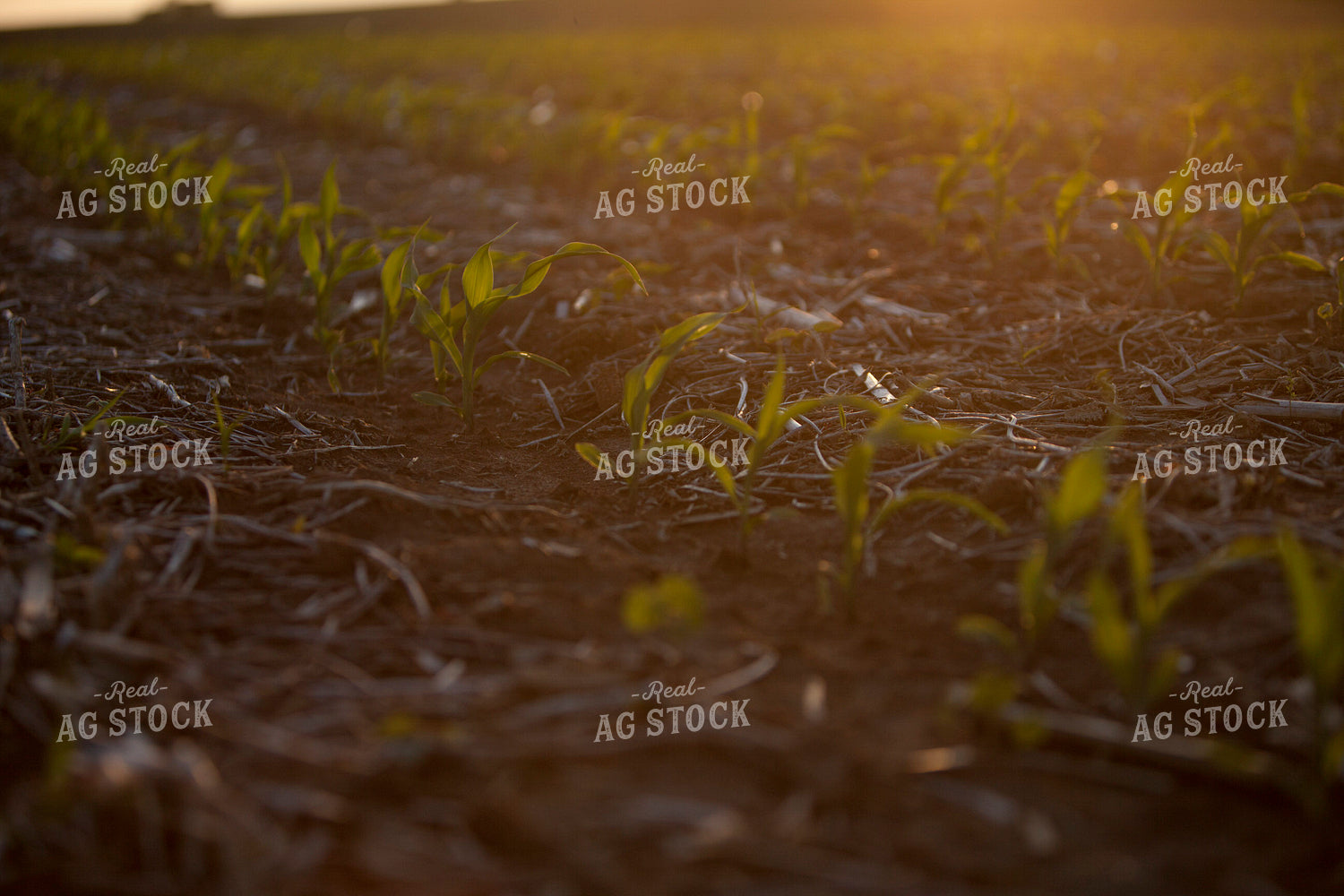 Corn - Early Growth 1169