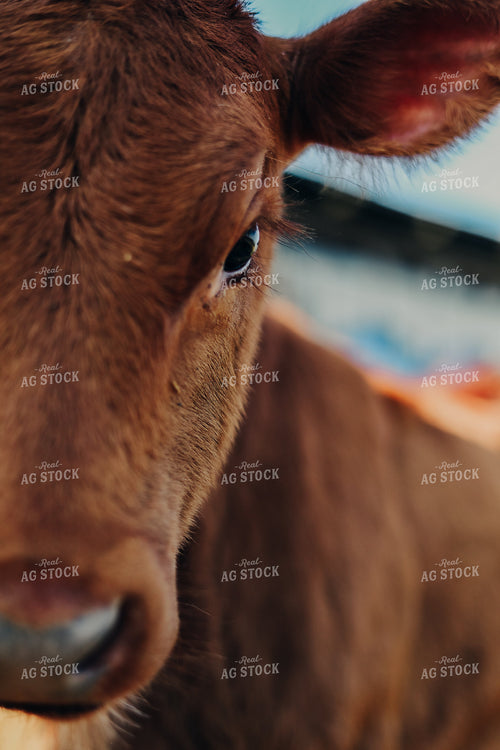 Calf 203020