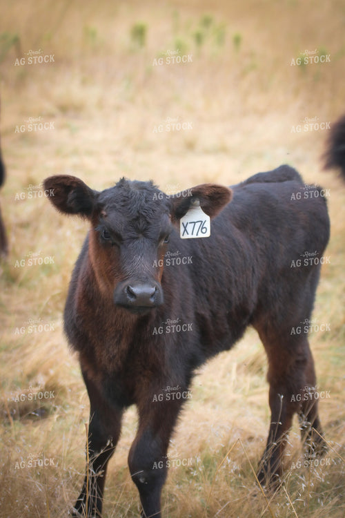 Angus Calf 82154