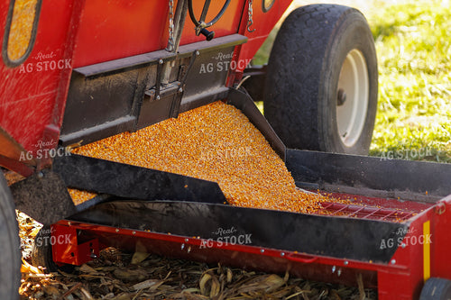 Dumping Harvested Corn into Sweep Auger 93221