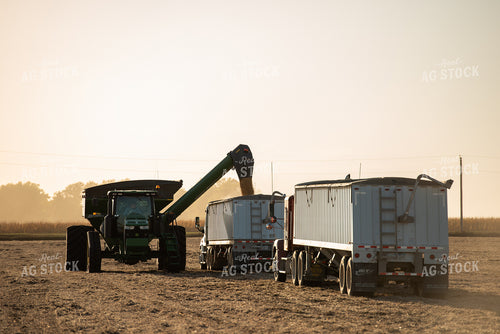 Soybean Harvest 274015