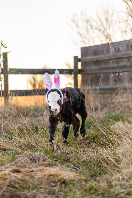 Calving Season 155555