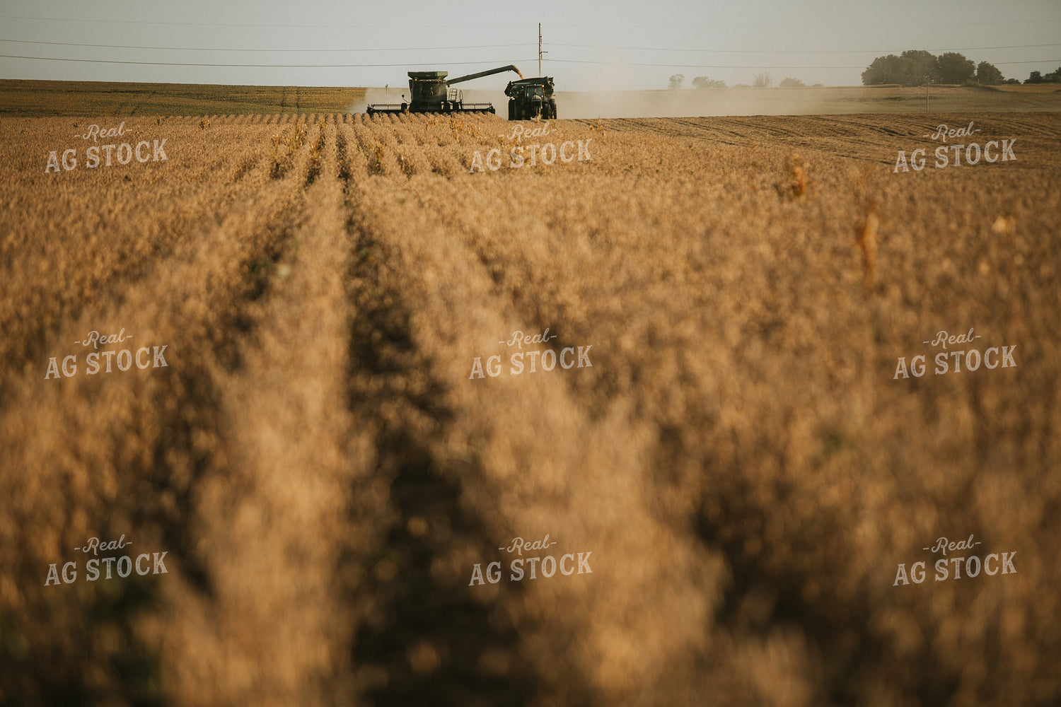 Combine Cutting Soybeans and Unloading On the Go 4793