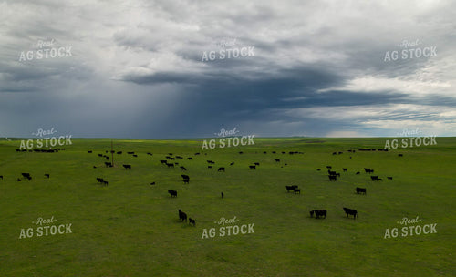 Aerial of Cattle on Pasture 261063