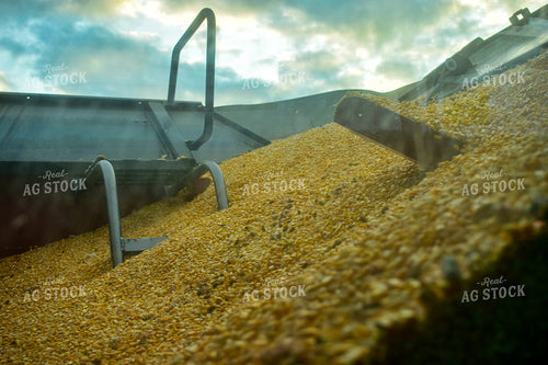 Combine Hopper with Corn 84047