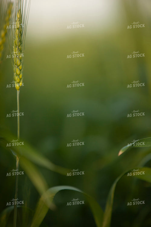 Wheat 2201