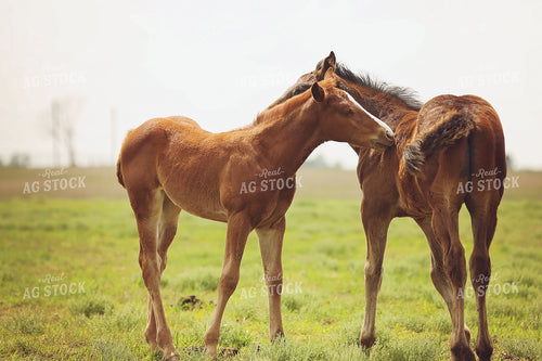 Foals 127060