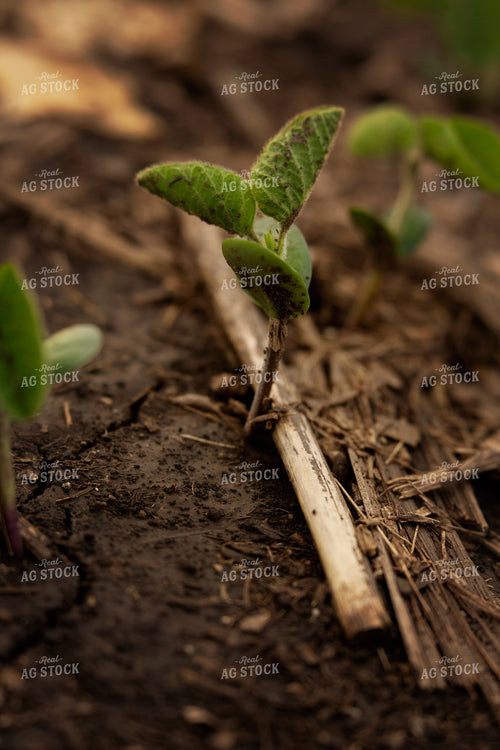 Early Season Soybeans 9690