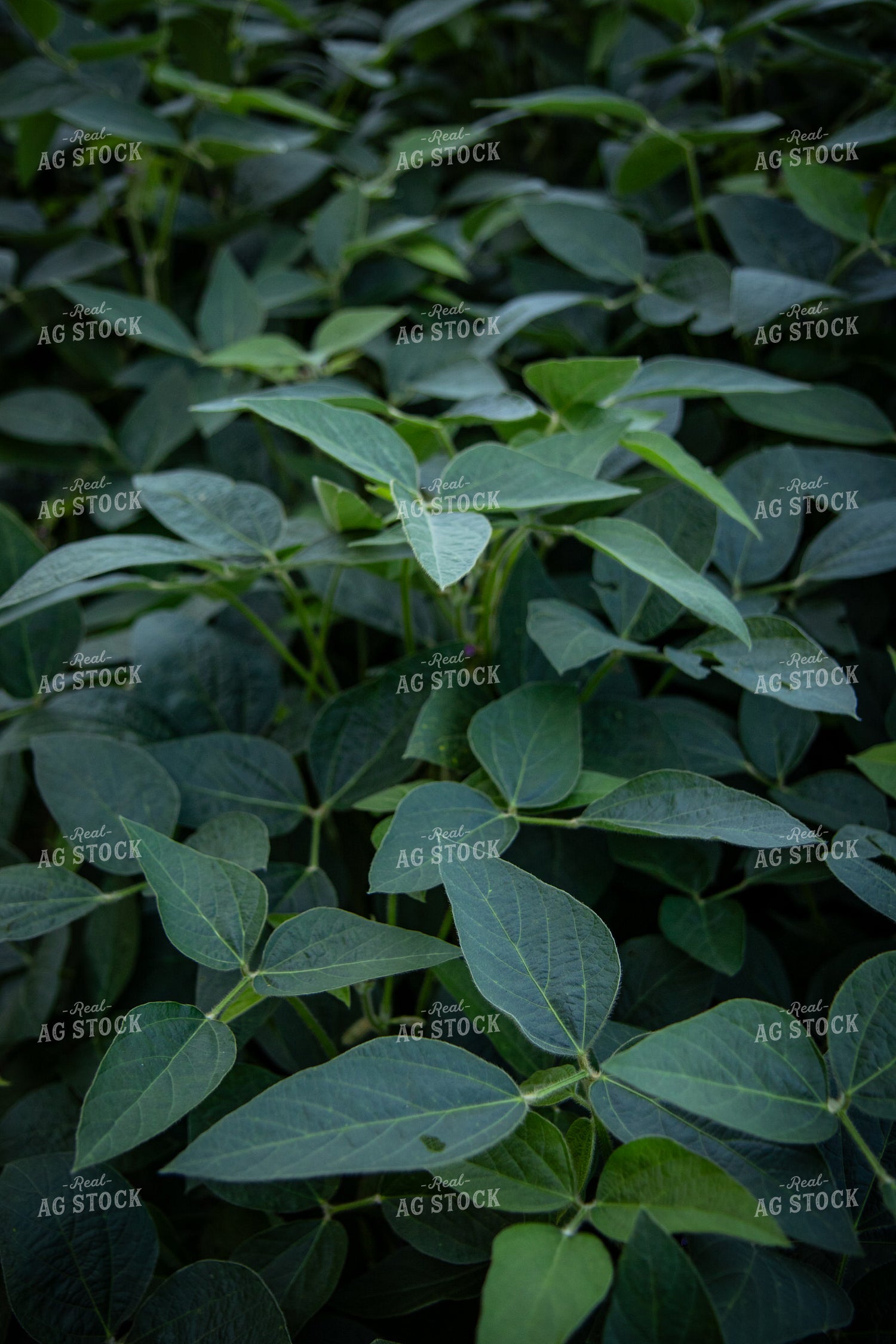 Mid-Season Soybean Field 268151
