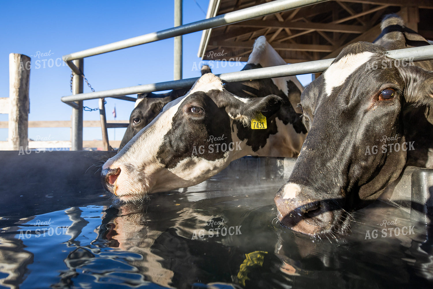 Holstein Cattle Drinking from Water Trough 270516