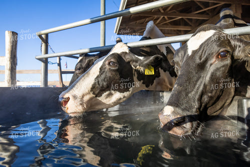 Holstein Cattle Drinking from Water Trough 270516