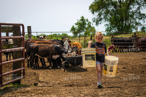 Farm Kid Feeding Cattle 214155