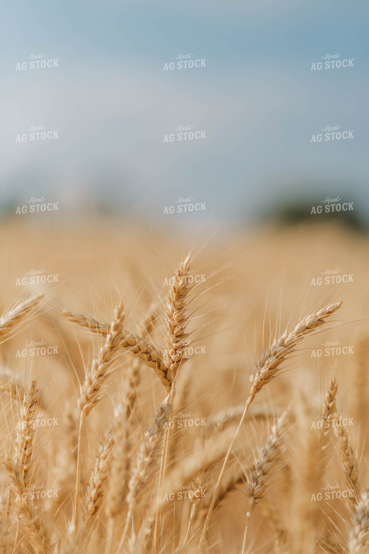 Wheat 115180